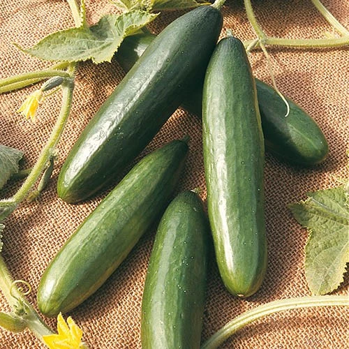 Salad Seed Collection 2 Salad Seed Collection - Image 2