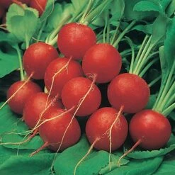 Salad Seed Collection 7 Salad Seed Collection -Yougarden Online Store 700054 2