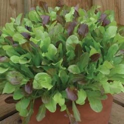 Salad Seed Collection 8 Salad Seed Collection -Yougarden Online Store 700054 3