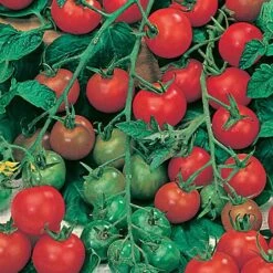 Salad Seed Collection 9 Salad Seed Collection -Yougarden Online Store 700054 4