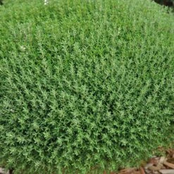 Herb Collection 12 Herb Collection -Yougarden Online Store 750060 5